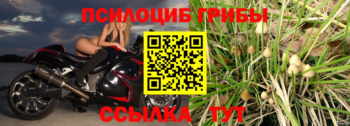 Галлюциногенные грибы Psilocybe  Вход с VPN  Галлюциногенные грибы Psilocybine cubensis  Новый Уренгой 